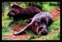 Tapirus terestris